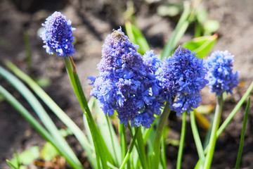 Flowers of double Armenian grape hyacinth blooming in April. 