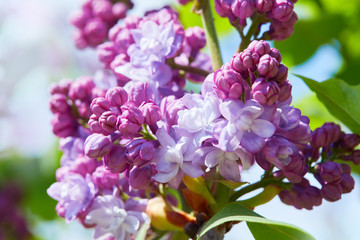 Lilac. Lilacs, syringa or syringe. Colorful purple lilacs blossoms with green leaves. Floral pattern. Lilac background texture. Lilac wallpaper