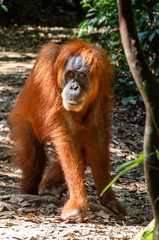 Orangutan in the jungle, Bukit Lawang, Sumatra
