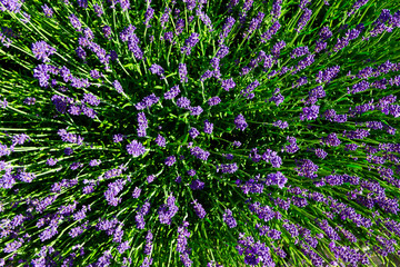 purple lavender flowers bush directly above