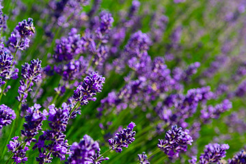 Obraz premium purple lavender flowers