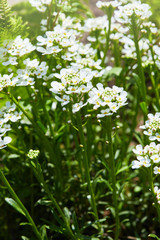 Fototapeta na wymiar White arabis caucasica flowers growing in the garden. Floral background. Gardening