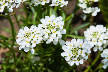 White arabis caucasica flowers growing in the garden. Floral background. Gardening