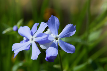 Phlox divaricata - wild sweet william - woodland phlox - wild blue phlox. Close up flower head