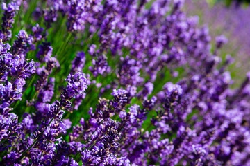 purple lavender flowers