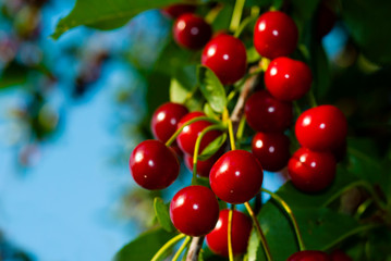 Obraz premium Cherry