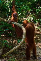 Mother and baby Orangutans in the jungle, Bukit Lawang, Sumatra