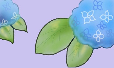 Fototapeta premium 青いあじさいの花
