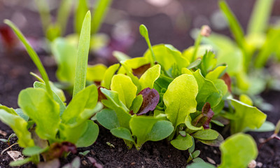 Young sprouts of various lettuce and spinach on a garden bed. Growing lettuce in the garden close-up, selective focus. Gardening.