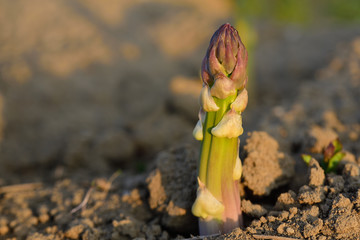 Close-up of a green young asparagus spike growing upwards on the field