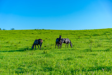 Horses graze on the grass