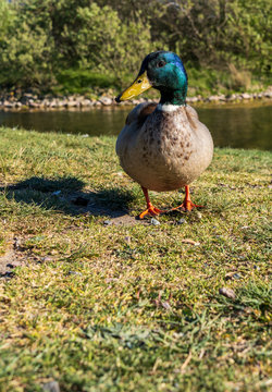Mallard duck male on green grass with blurred background, shallow depth of field. Photo taken in Malmo, Sweden.