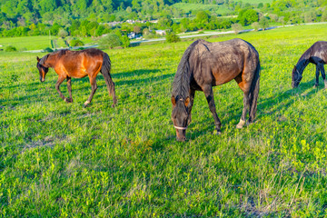 Obraz na płótnie Canvas Horses graze in the meadow