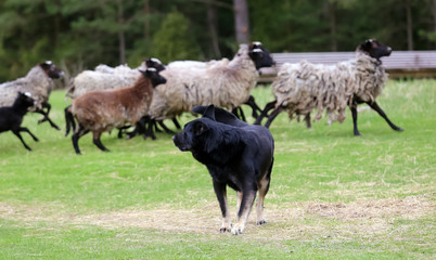 Naklejka na ściany i meble A flock of sheep with a shepherd and a dog.