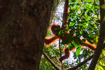 Baby orangutan swinging in the trees, Bukit Lawang, Sumatra