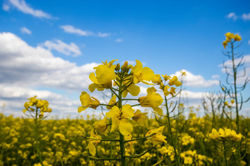 Rapsblühte
