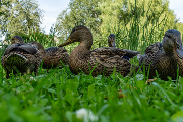 Brown water bird ducks feeding