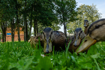 Brown water bird ducks feeding