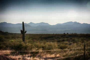 Cactus in a desert