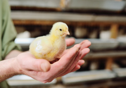 broiler chicken close-up in the hands of a farmer on the background of a poultry farm. Breeding and rearing of broiler chickens. Copy space