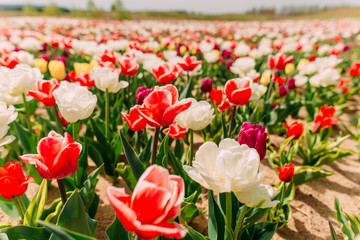 many bright colorful tulip flowers flowerbed field