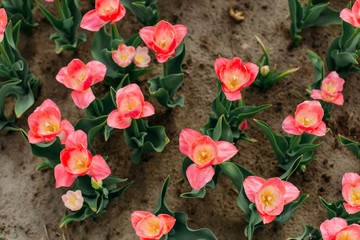 flowerbed red flowers tulips blooming top view