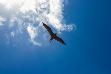 majestic frigate soaring in the clouds