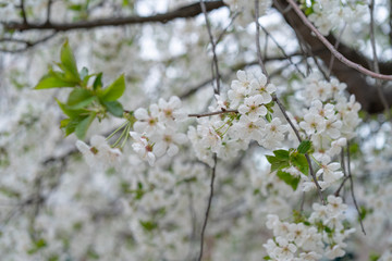 Blossoming cherry tree on a background of branches