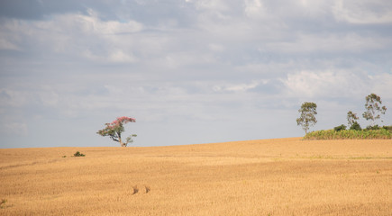 Obraz premium Rural landscape of a ready-to-harvest soybean field and a flowering paineira tree (Ceiba speciosa)