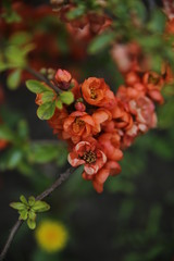 Beautiful orange flowers. Bush.