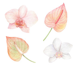 Watercolor white and pink flowers, anthurium and orchids. Botanical clipart for wedding, invitations, cards, floral arrangement design. Hand drawn illustration isolated on white background.