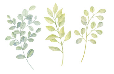 Watercolor green gentle eucalyptus branches isolated on the white background. Hand-drawn illustration. 