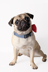 Pug dog wearing bow tie isolated on white background.