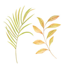 Watercolor golden green fan palm leaf. Exotic savannah clipart isolated on the white background. Hand-drawn illustration. California boho style.