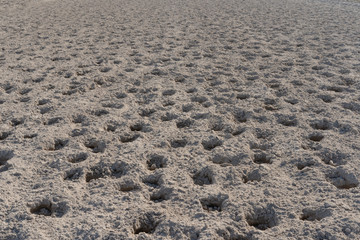 Horse footprints in the sand