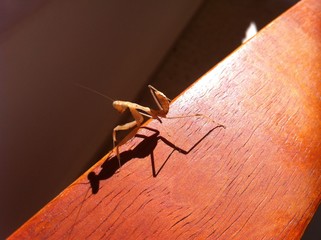 mosquito sucking blood