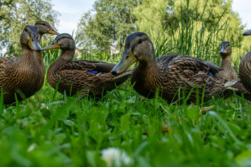 Brown water bird ducks