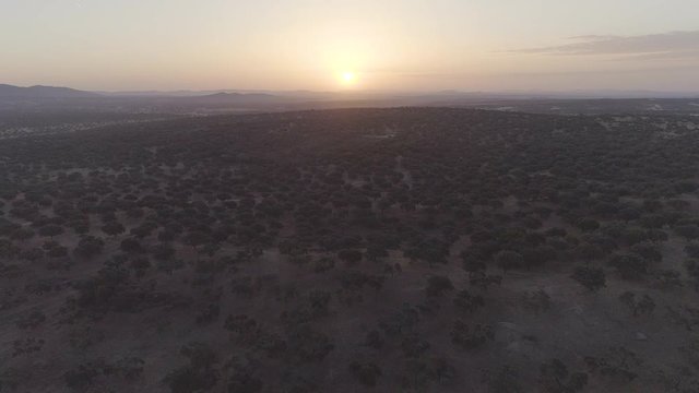 AERIAL DRONE UPWARD SHOT OF AFRICAN SAVANNA SUNSET 