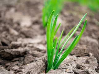 green onion in the ground