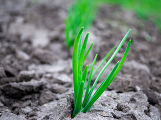 green onion in the ground