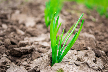 green onion in the ground