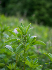 close up of young alfalfa