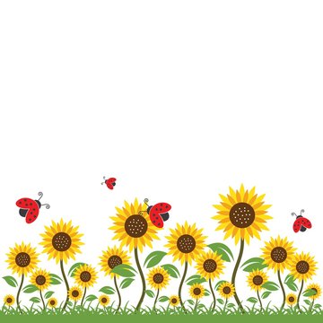 sunflowers background vector illustration