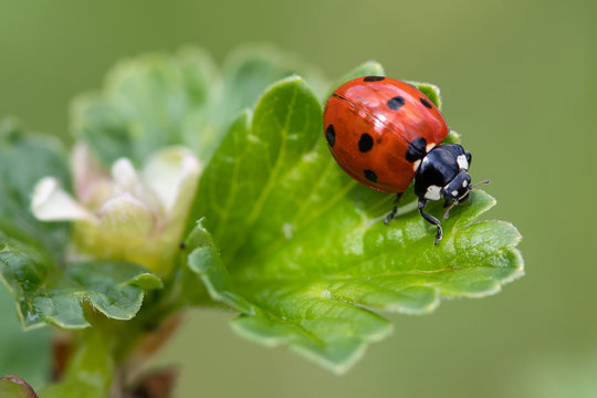 Seven-spot ladybird (Coccinella septempunctata)