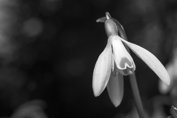 Black and white photo of a snowdrop