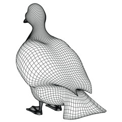 Duck polygonal lines illustration. Abstract vector duck on the white background