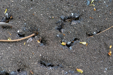 Anthill in ants paved with ants