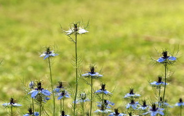 Jungfern im Grünen auf einer Wiese