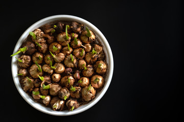 Flower bulbs begin to grow