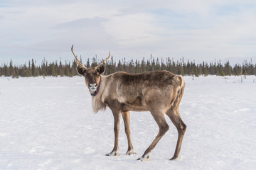 reindeer in the wild in the lovozersk tundra